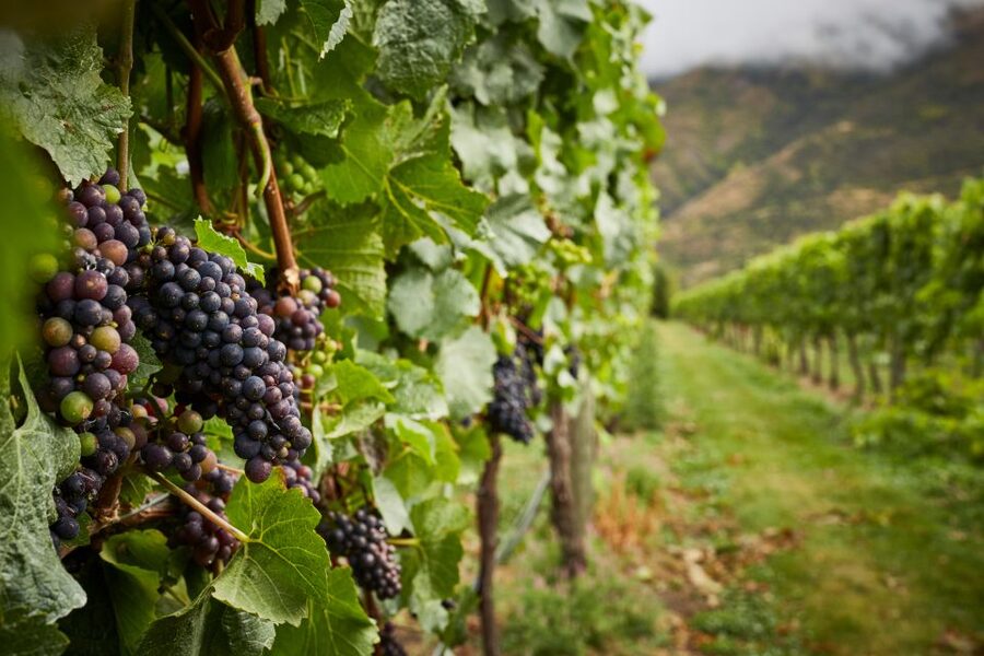 Gourmet Food and Wine Tour with Lunch and Wine Tastings - Arrowtown gives the day a different rhythm