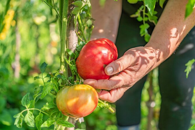 Hands-On Pizza Making Class & Farmhouse Tour with Sea Views - Making dough, sauce, and mozzarella from scratch