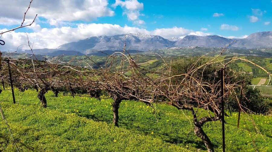 Heraklion: Cretan Wine Tasting Tour & Gourmet Lunch - Who should book this tour