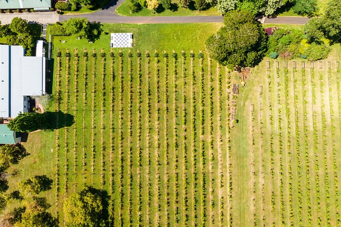 Hop on Hop off Wine tasting tour to Tamborine Mountain - What the $118.35 price really buys