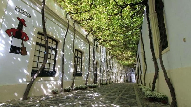 Jerez: 1.5-Hour Sherry Winery and Tasting Tour - How Palomino grapes become sherry