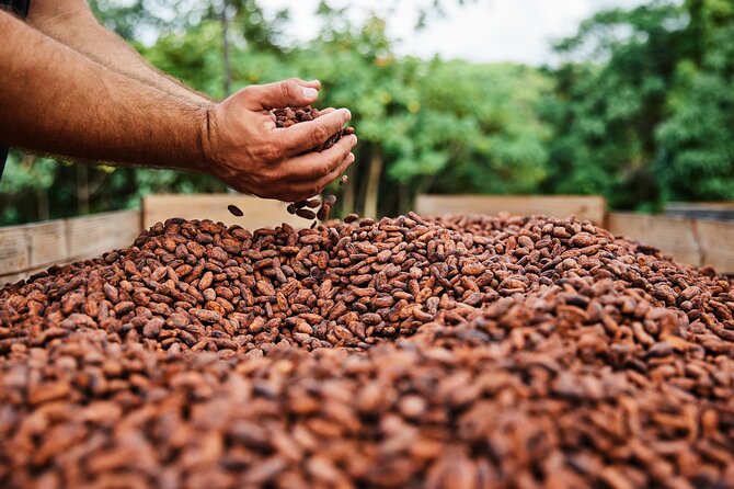 Kauai Chocolate Farm Tasting Tour - What you will taste