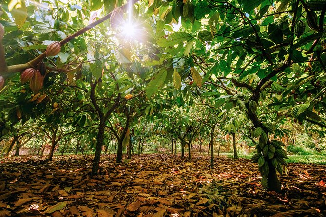 Kauai Chocolate Farm Tasting Tour - Walking, sitting, and the three-hour pace