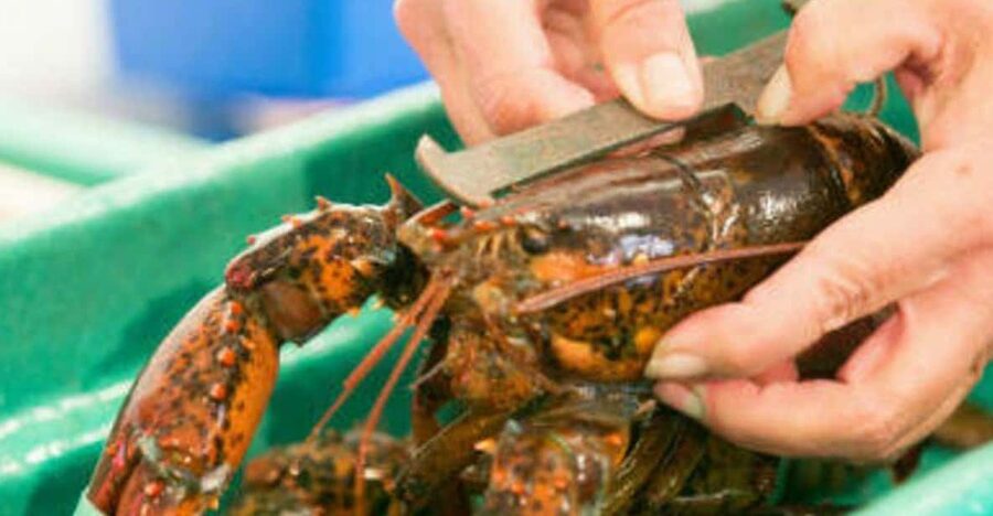 Kennebunkport, Maine: Lunchtime Culinary Walking Tour - Price and what you receive for $149