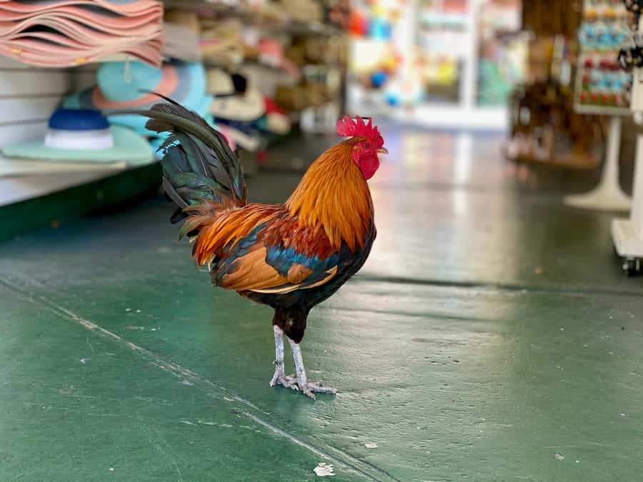 Key West: Secret Walking Food Tour - The secret dish and the pleasure of not knowing