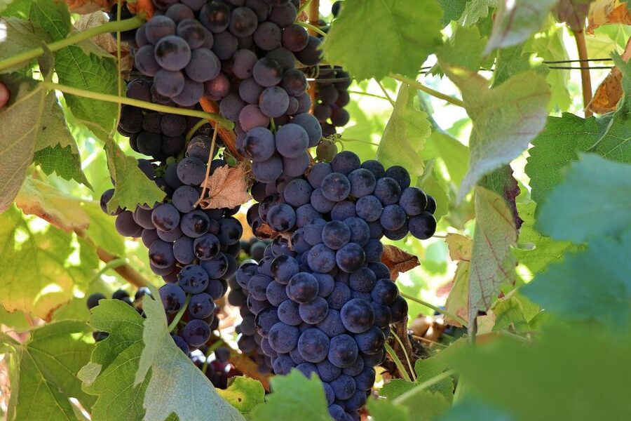 Lisbon Private Setúbal Region Wine Tasting Tour - The guides make the day personal