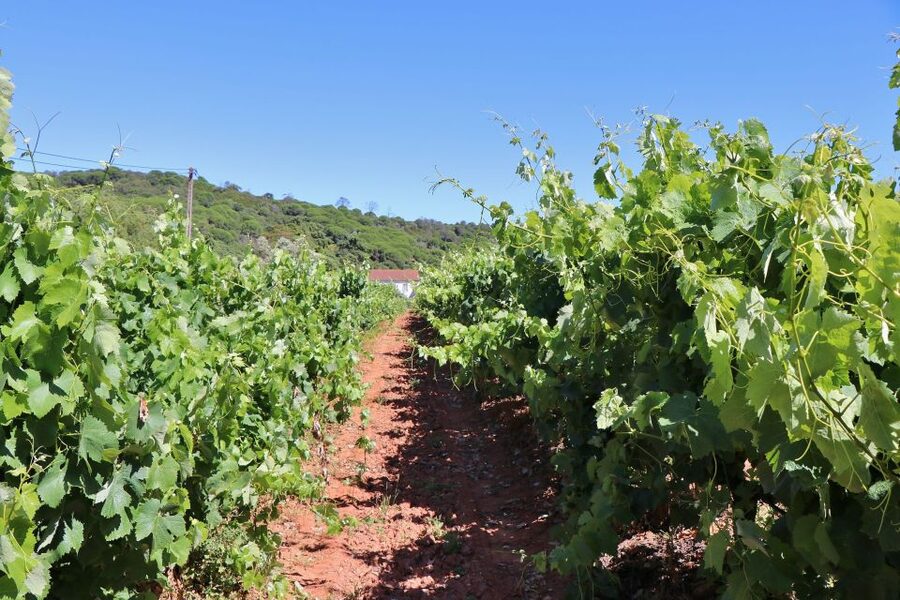 Lisbon Private Setúbal Region Wine Tasting Tour - Quinta do Alcube and the agricultural side of wine