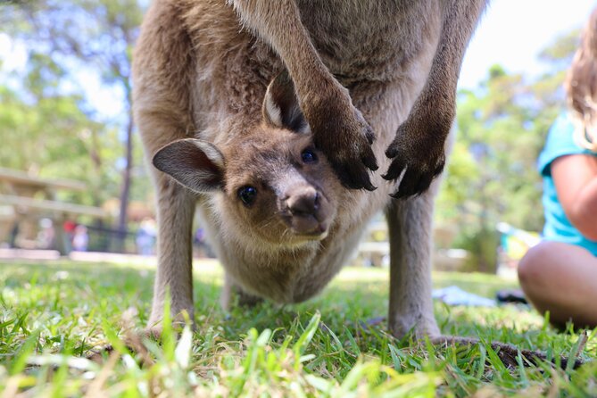 Luxury Hunter Valley Wildlife & Wine Tasting Tour from Sydney - Two boutique wineries and a broad introduction to Hunter Valley wine
