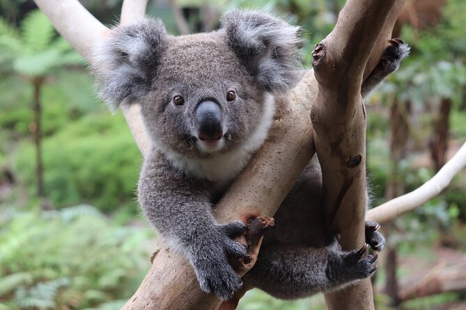 Luxury Hunter Valley Wildlife & Wine Tasting Tour from Sydney - What the day feels like in practice