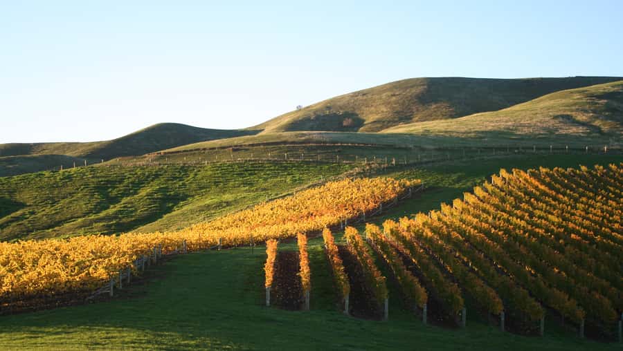Marlborough: Full-Day Wine and Seafood Tour with Cruise - Starting in Blenheim at 9:15 or 9:30