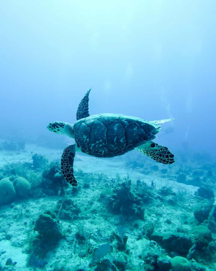 Mauritius: Snorkeling with Turtles & Port Louis Street Food - A morning in the water, followed by lunch in Port Louis