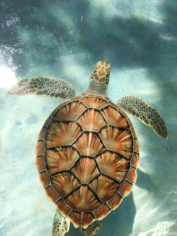 Mauritius: Snorkeling with Turtles & Port Louis Street Food - What you can see below the surface