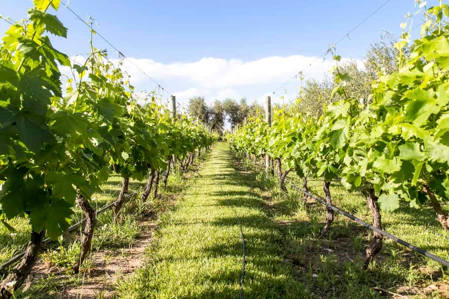 Mendoza: Winebike Tasting Tour with Optional Lunch - Why this Mendoza wine tour feels different