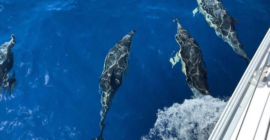 Morro Jable: Sailing Boat Excursion with Food and Drinks - The swim and snorkel stop