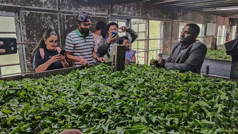 Munnar: Tea trail, Tea Factory, and Tea Tasting Tour - What you learn about tea cultivation