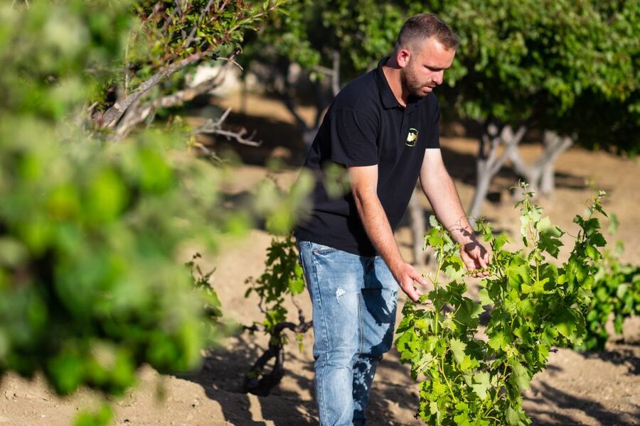 Mykonos: Winery Vineyard Experience with Food & Wine Tasting - Why this winery visit feels different from a standard Mykonos outing