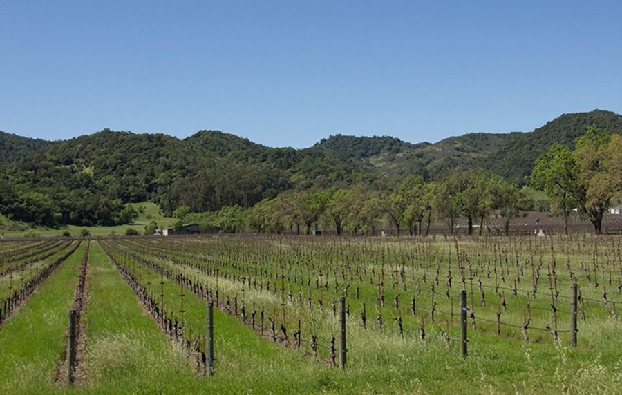 Napa Valley: Wine Tasting Tour by Open Air Trolley & Lunch - Who will enjoy this Napa day most