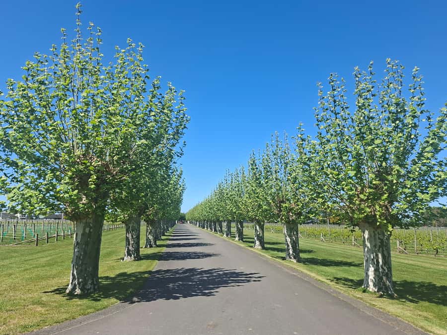 Napier: Afternoon Winery & Gin Tasting Tour Thu Fri Sat - The drive through orchards and vineyards
