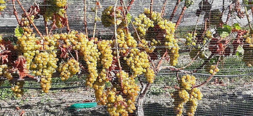 Napier: Winery + Gin Tasting Tour with Lunch Thu Fri Sat - Key points to know before booking