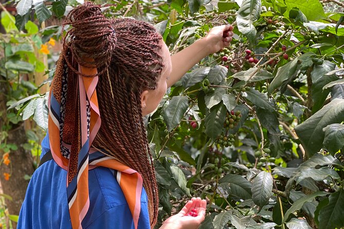 Organic Coffee Tour and Local Food Experience in Arusha - Timing, meeting point, and practical planning
