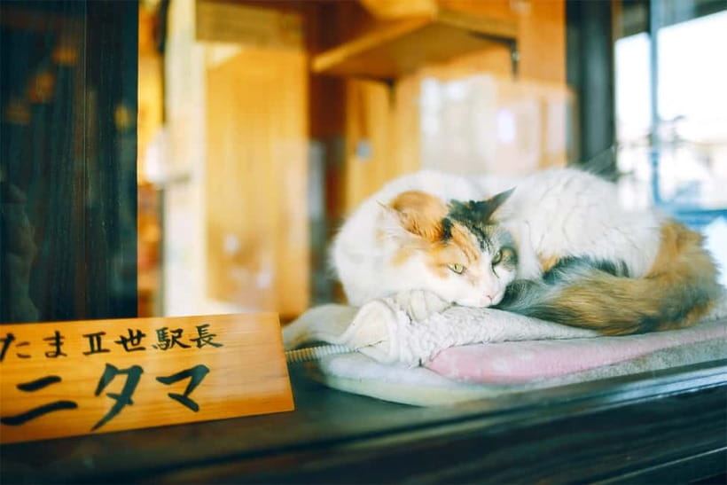 Osaka: Wakayama Cat Train, Seafood market, Hot Springs Tour - Senjojiki: broad Pacific views