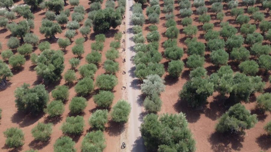 Ostuni: Olive Oil Tasting Tour - Why the olive grove matters more than the tasting room