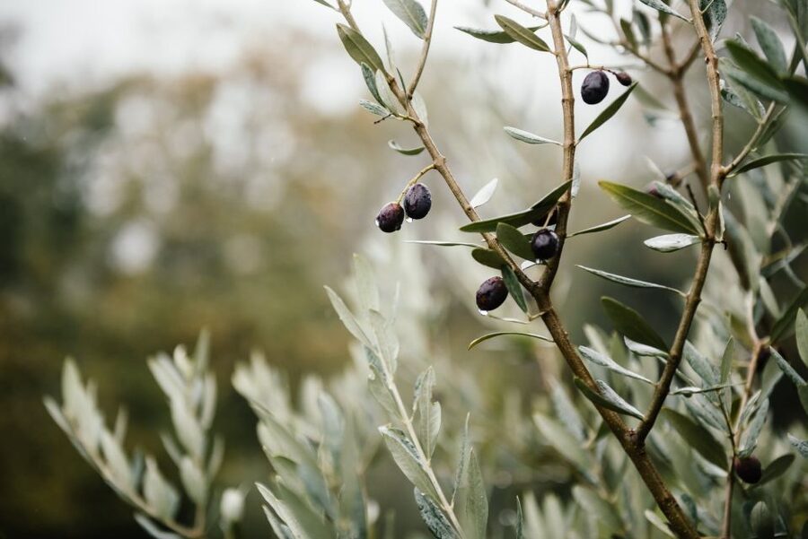 Ostuni: Olive Oil Tasting Tour - Going below ground into the 16th-century mill