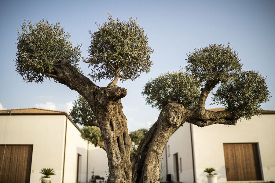 Partinico: Historic Sicilian Vineyard & Wine Tasting Tour - A royal past in Palermo’s wine country