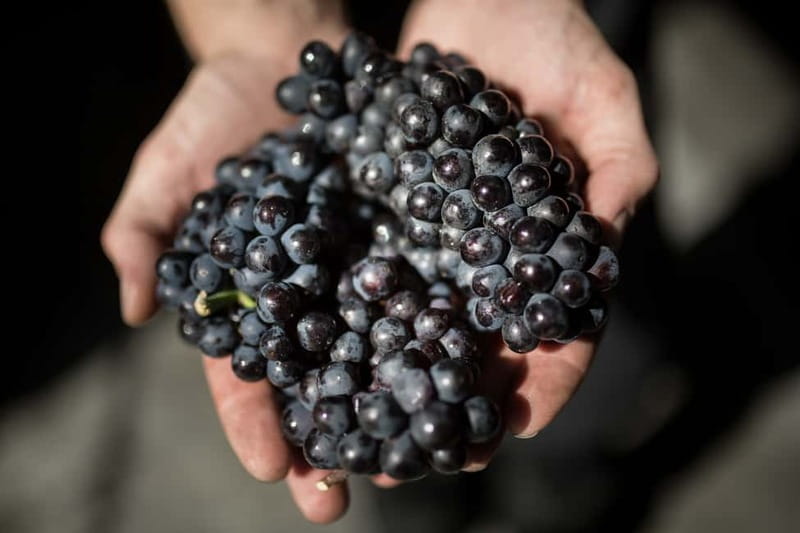 Passy-Grigny: Chocolate and Champagne Tasting Tour - The Meunier Connection in Passy-Grigny
