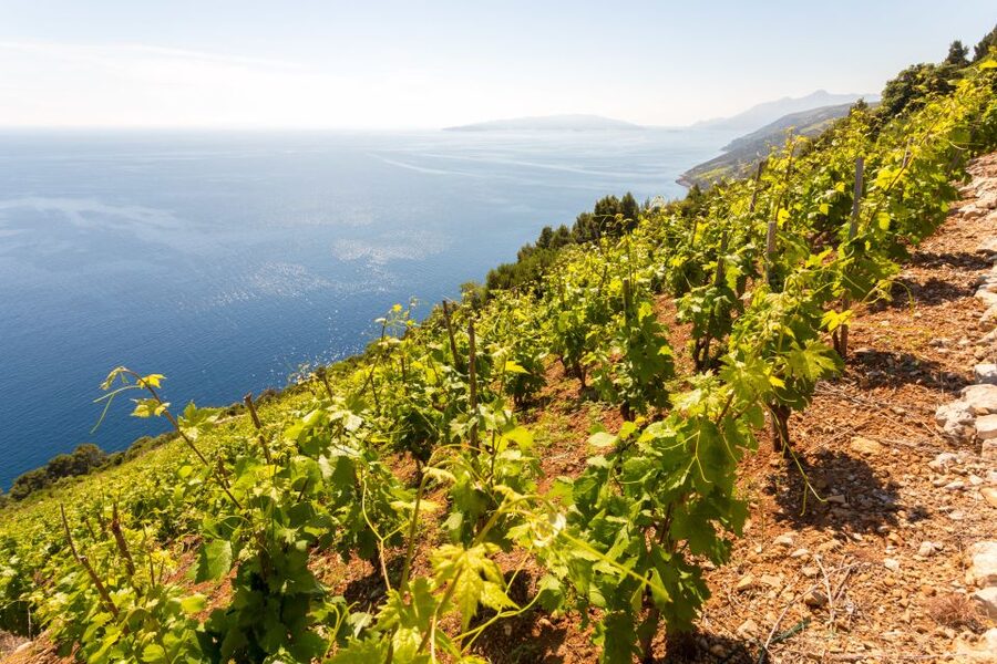 Pelješac Full-Day Wine and Food Tour from Dubrovnik - From Dubrovnik to Ston by comfortable minivan