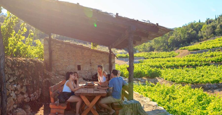 Pelješac Full-Day Wine and Food Tour from Dubrovnik - Plavac Mali, Dingač, and Pelješac’s steep vineyards