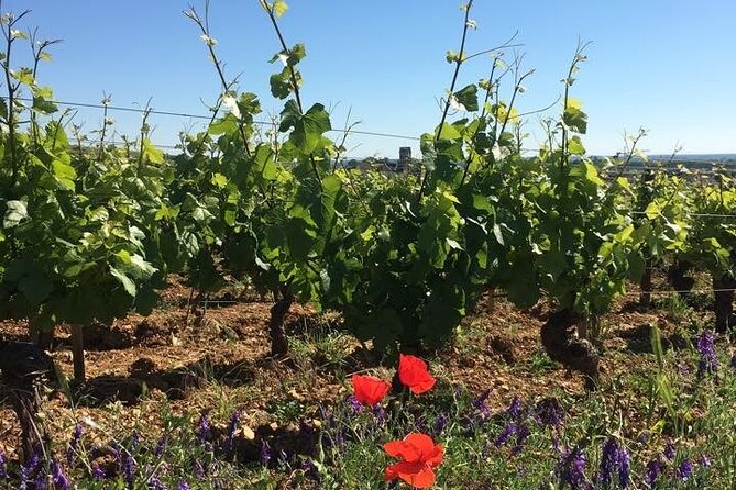 Private Wine Tasting Tour - Burgundy Uncorked!! - Why this Burgundy day is different
