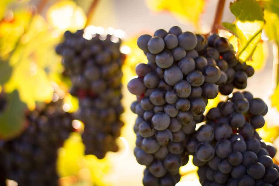 Queenstown: Wine & Food Tour, Scenic Tastings & Paired Lunch - Practical details before you book