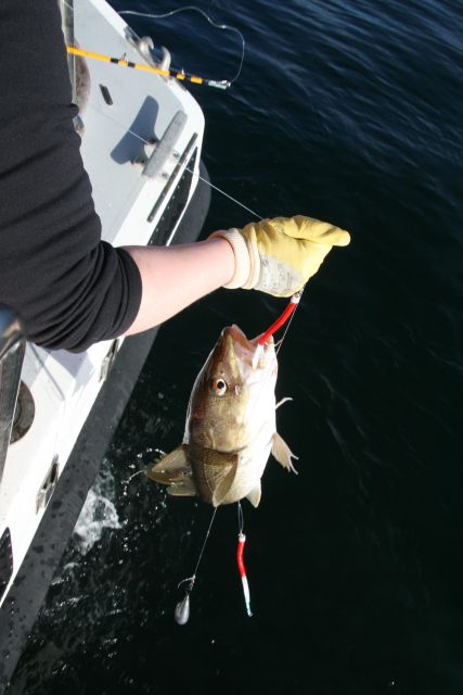 Reykjavik: 3-Hour Sea Angling Gourmet Experience Tour - How the timing affects the experience