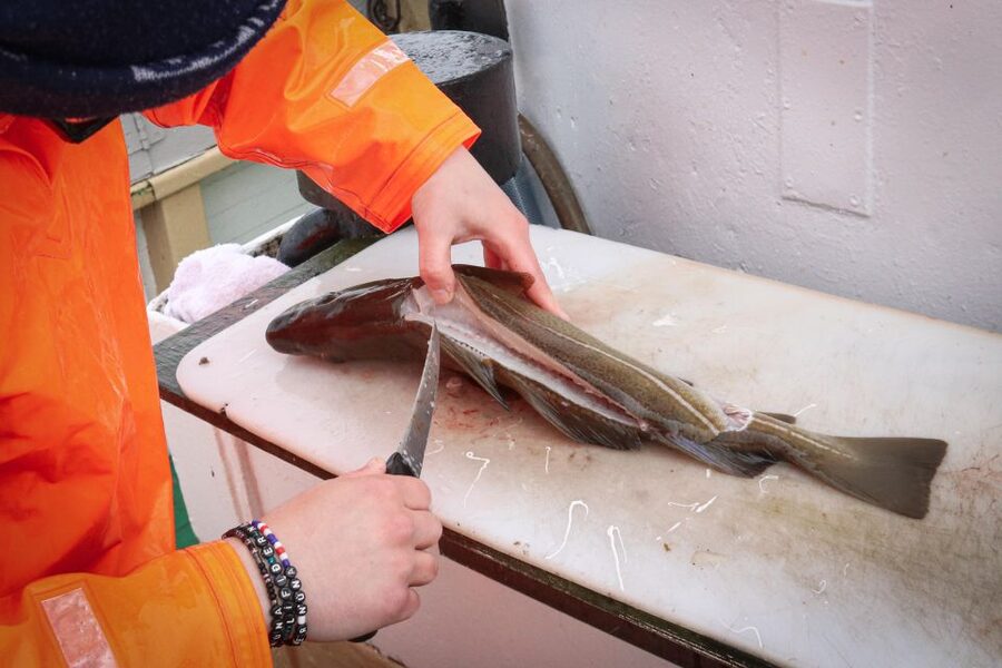 Reykjavik: 3-Hour Sea Angling Gourmet Experience Tour - Learning the first fishing moves