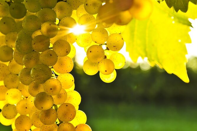 Rhodes Wine & Food Tour: 10 Meal Course Lunch, Wine Tasting, Cooking Class - A vineyard visit with a meal at the center