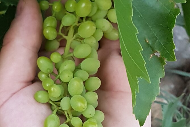 Rhodes Wine & Food Tour: 10 Meal Course Lunch, Wine Tasting, Cooking Class - Walking through the family vineyard
