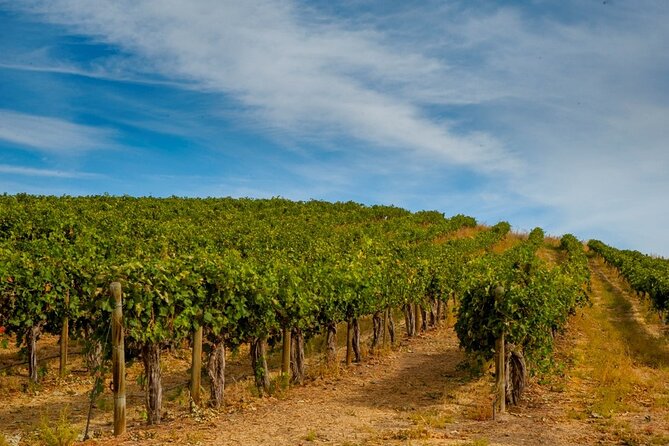 Rhodes Wine & Food Tour: 10 Meal Course Lunch, Wine Tasting, Cooking Class - Tasting five wines with a sommelier