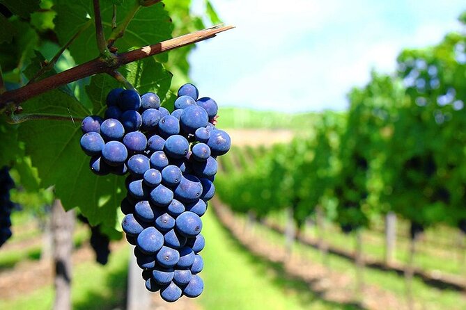 Rhodes Wine & Food Tour: 10 Meal Course Lunch, Wine Tasting, Cooking Class - Sitting down to the 10-dish Rhodian lunch