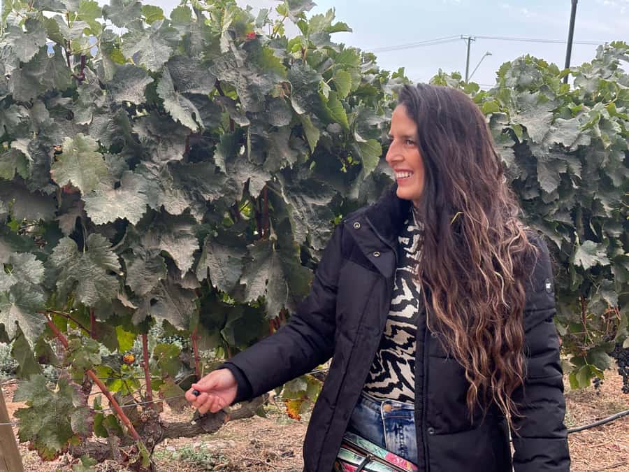 Santiago: Maipo Valley Wine Tasting Tour with 4 Vineyards - Key points to know before you book
