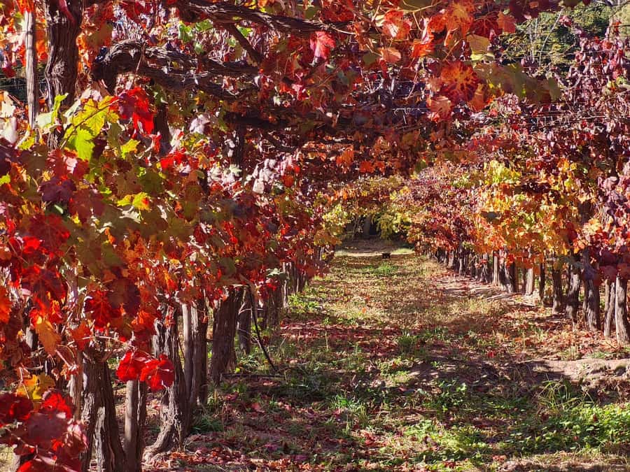 Santiago: Maipo Valley Wine Tasting Tour with 4 Vineyards - Undurraga: the grand final stop