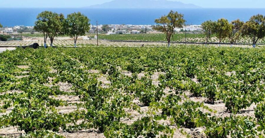 Santorini: Wine Tasting Tour & Sunset Viewing - First winery: getting oriented with Santorini wine