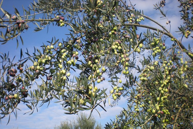 Sorrento Farm and Food Experience including Olive Oil, Limoncello, Wine tasting - Meeting the family behind the farm