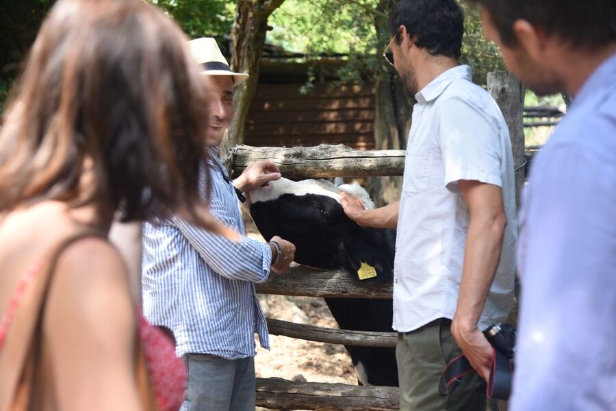 Sorrento: Farm Tour with Cheese Tasting & Pizza Making Class - What the four hours feel like