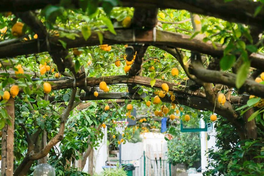 Sorrento: Guided Walking Tour & Street Food Experience - The Valley of the Mills, Sorrento’s dramatic surprise