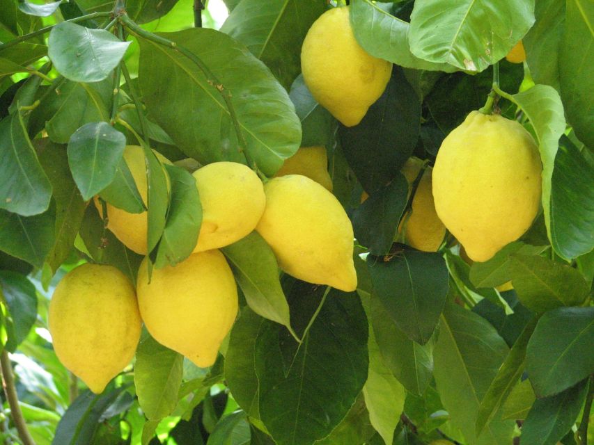 Sorrento: Lemon, Olive Oil and Wine Tasting Tour with Lunch - From Sorrento meeting point to the Gargiulo family farm