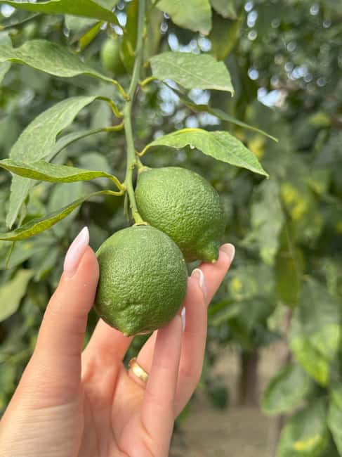 Sorrento: Lemon Picking & Tasting Tour - Key points to know before you book