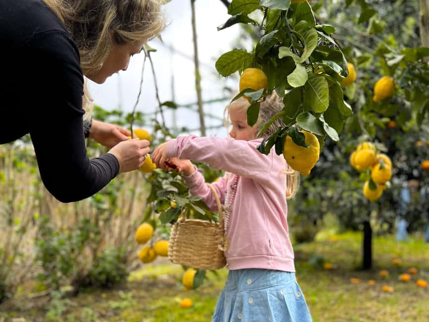 Sorrento: Lemon Picking & Tasting Tour - Who will enjoy this Sorrento lemon tour most