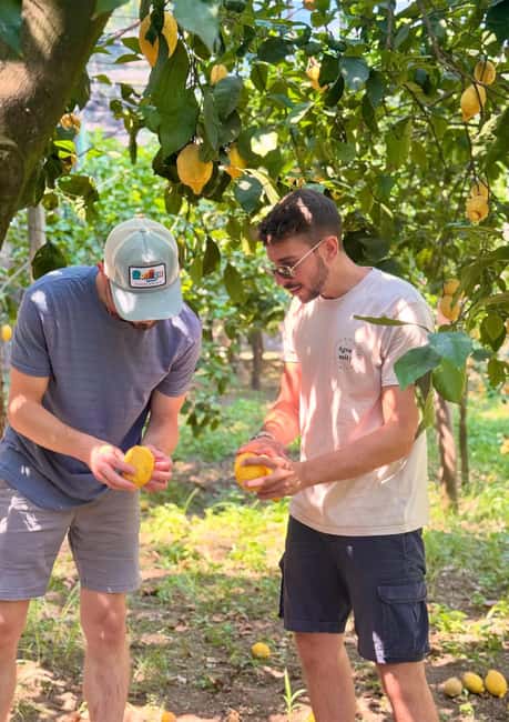 Sorrento: Lemon Picking & Tasting Tour - Walking among the lemon trees