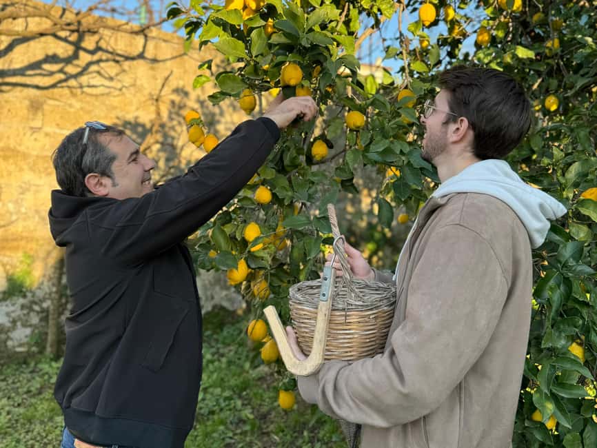 Sorrento: Lemon Picking & Tasting Tour - Timing, weather, and useful comfort tips